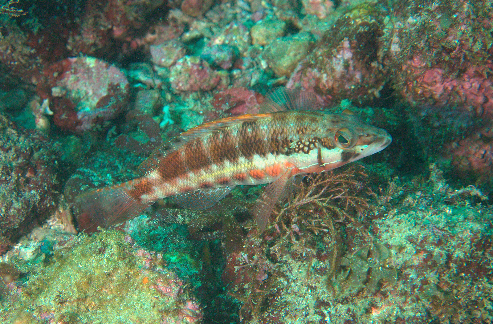 Serranus psittacinus Valenciennes, 1846